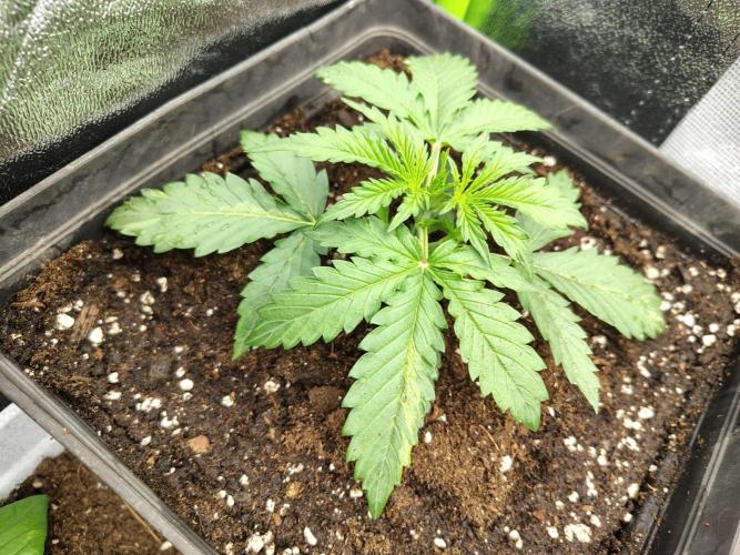 Gelato 41 Auto. Week 3