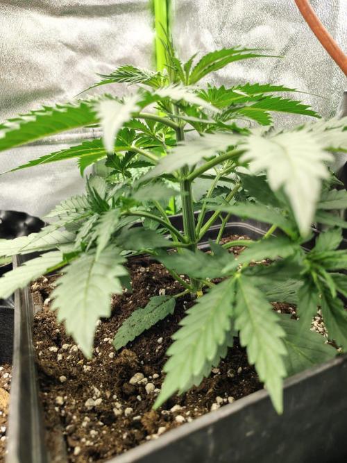 Gelato 41 Auto. Week 3