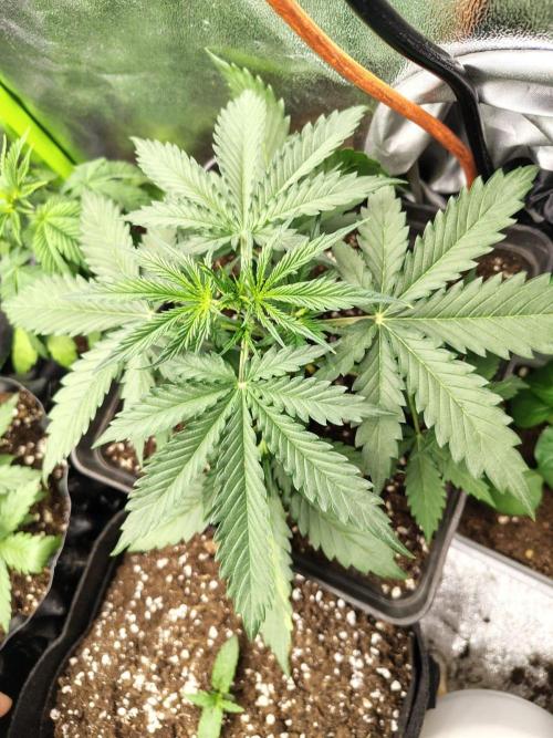 Gelato 41 Auto. Week 3 - Yerterday 01/02/26