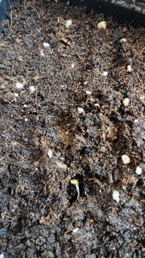 Gelato 41 Auto. Week 0