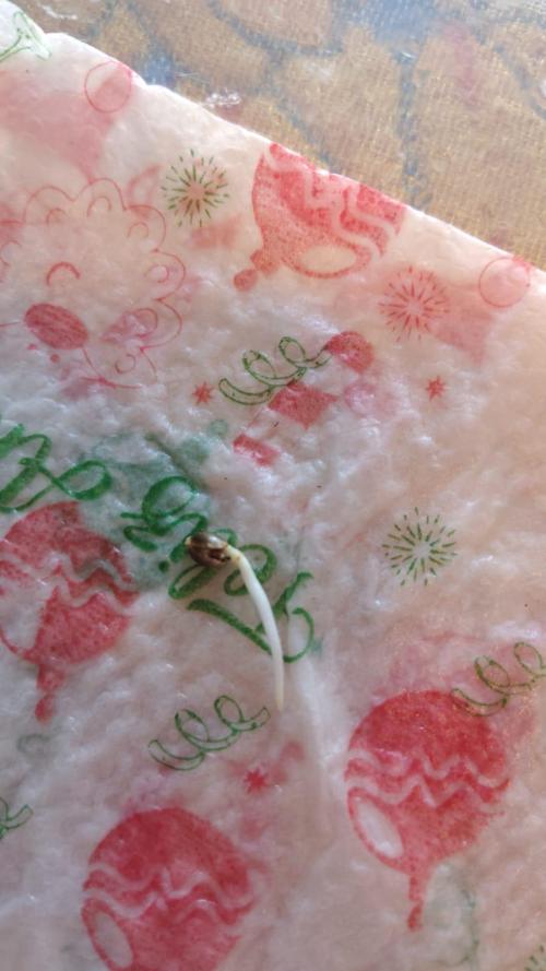 Gelato 41 Auto. Week 0