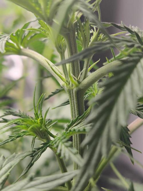 Gelato 41 Auto. Week 4