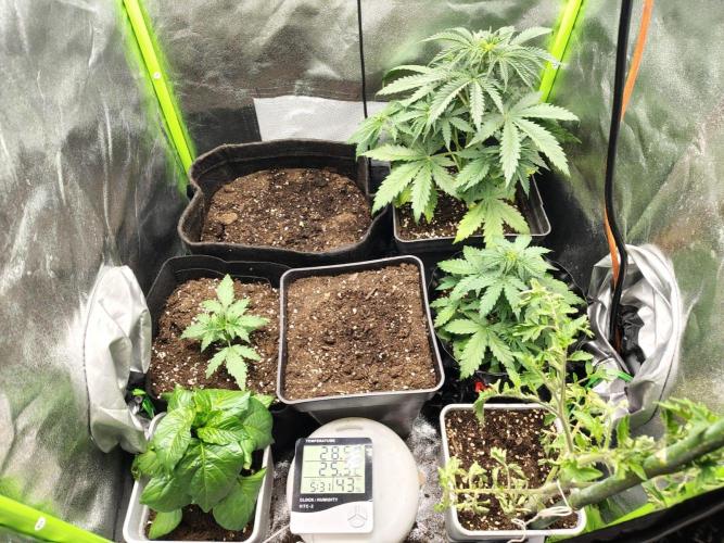 Gelato 41 Auto. Week 4