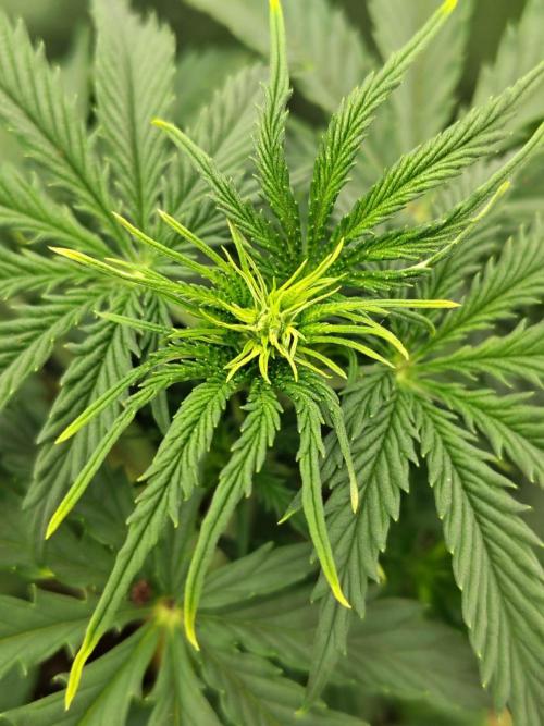 Gelato 41 Auto. Week 4