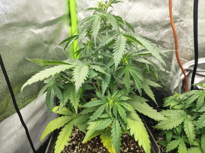 Gelato 41 Auto. Week 4