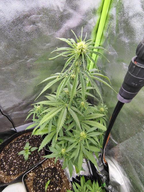 Gelato 41 Auto. Week 5