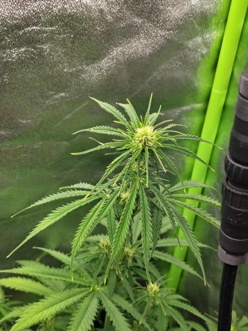 Gelato 41 Auto. Week 5