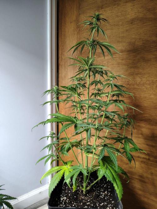 Gelato 41 Auto. Week 5