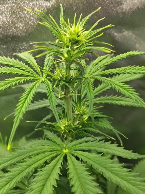 Gelato 41 Auto. Week 5