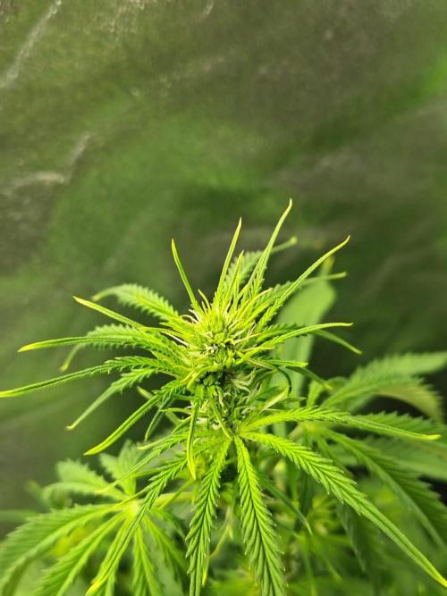 Gelato 41 Auto. Week 5