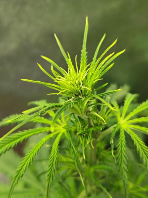 Gelato 41 Auto. Week 5