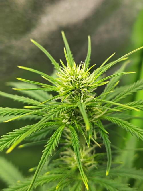 Gelato 41 Auto. Week 5