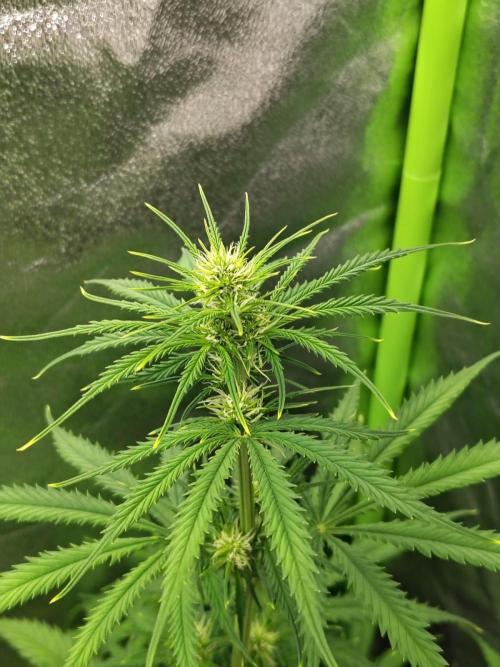 Gelato 41 Auto. Week 5