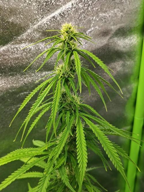 Gelato 41 Auto. Week 6