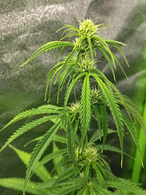 Gelato 41 Auto. Week 6