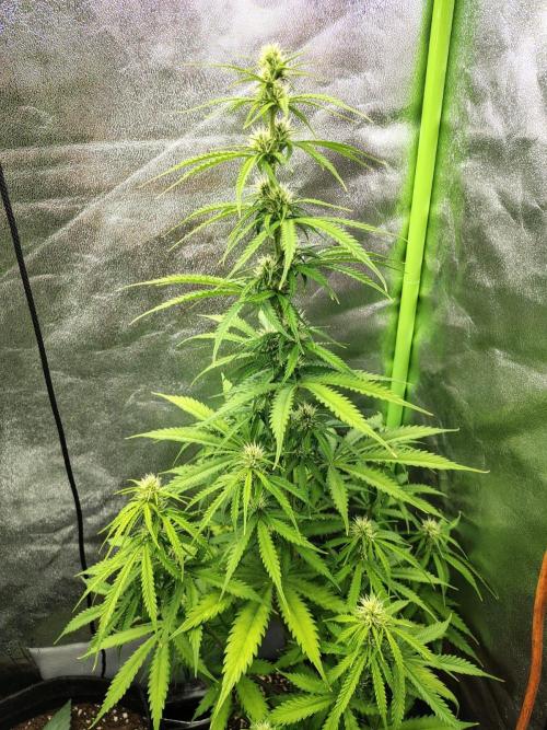 Gelato 41 Auto. Week 6