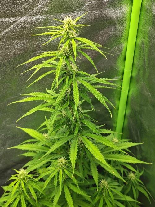 Gelato 41 Auto. Week 6