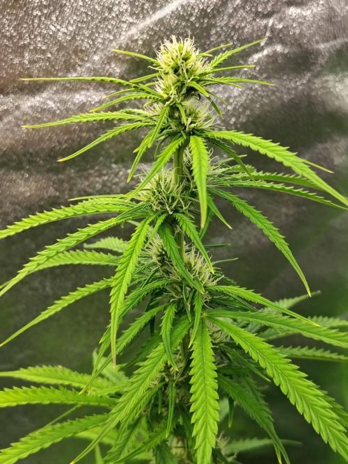 Gelato 41 Auto. Week 6