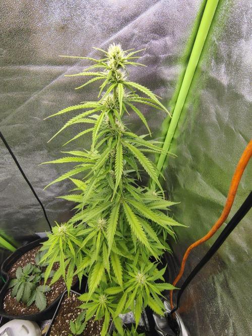 Gelato 41 Auto. Week 6