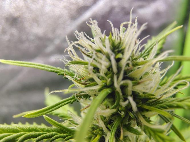 Gelato 41 Auto. Week 6