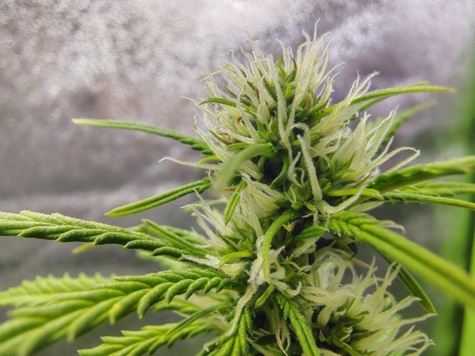 Gelato 41 Auto. Week 6