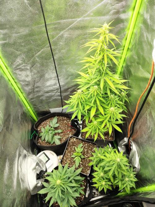 Gelato 41 Auto. Week 6