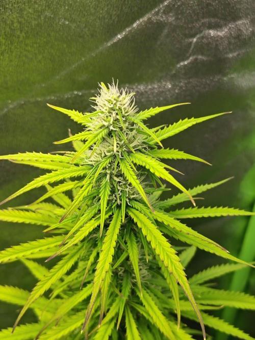 Gelato 41 Auto. Week 7