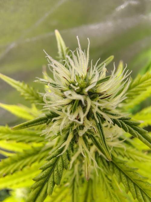 Gelato 41 Auto. Week 7