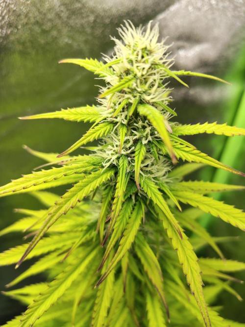 Gelato 41 Auto. Week 7