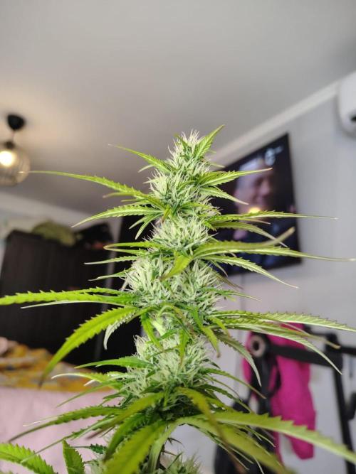 Gelato 41 Auto. Week 7