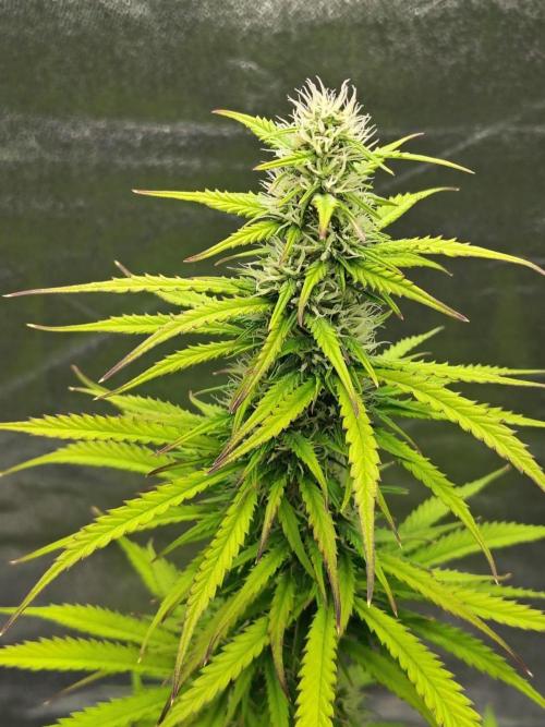 Gelato 41 Auto. Week 7