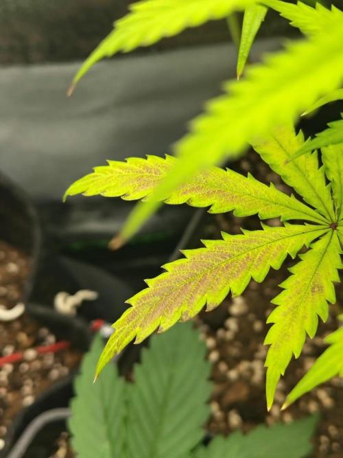 Gelato 41 Auto. Week 7