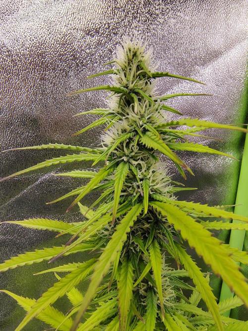 Gelato 41 Auto. Week 7