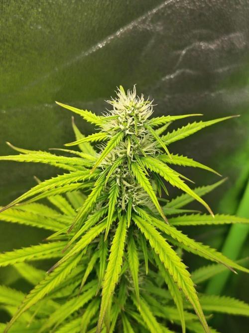 Gelato 41 Auto. Week 7