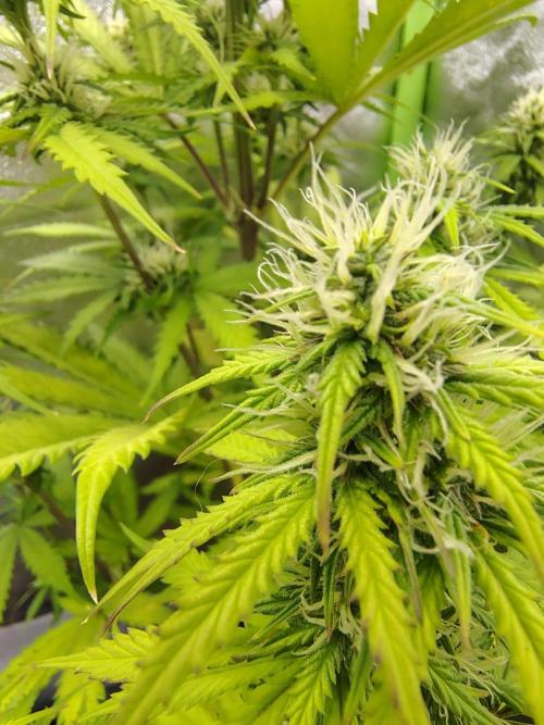 Gelato 41 Auto. Week 7