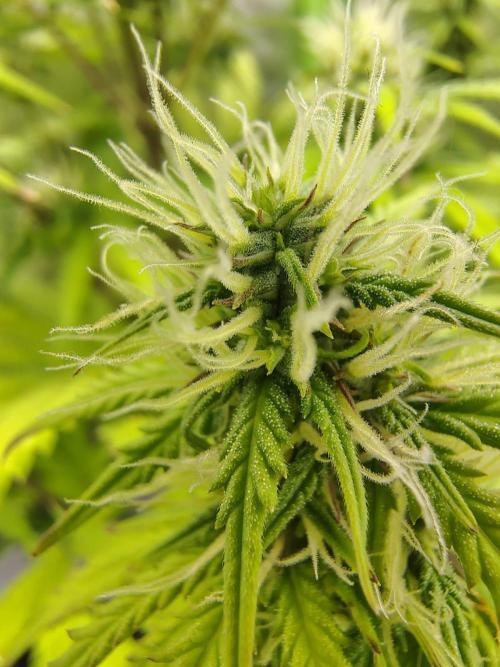 Gelato 41 Auto. Week 7