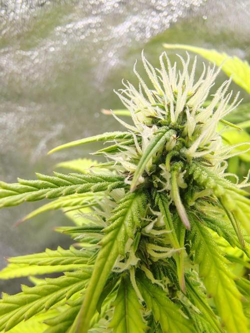 Gelato 41 Auto. Week 7