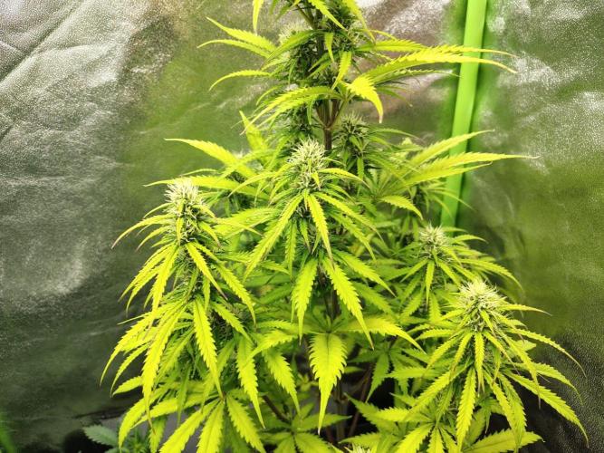 Gelato 41 Auto. Week 7