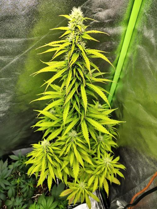 Gelato 41 Auto. Week 7