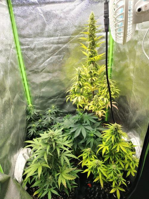 Gelato 41 Auto. Week 8
