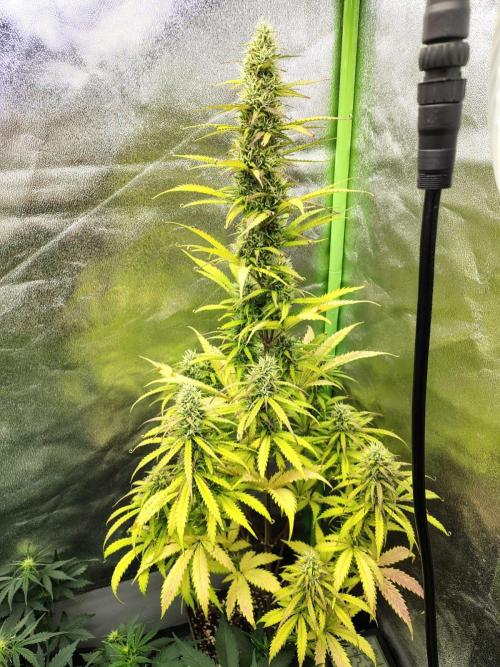 Gelato 41 Auto. Week 8
