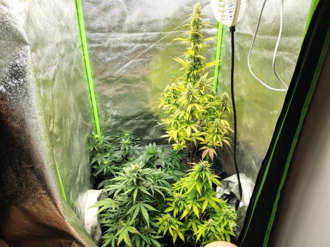 Gelato 41 Auto. Week 8