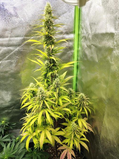 Gelato 41 Auto. Week 8