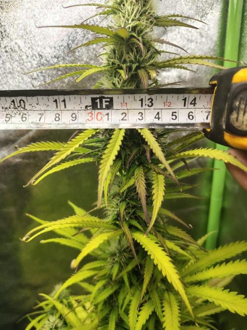 Gelato 41 Auto. Week 8