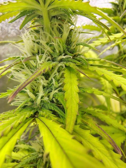 Gelato 41 Auto. Week 8
