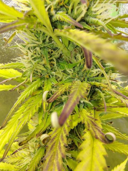 Gelato 41 Auto. Week 8