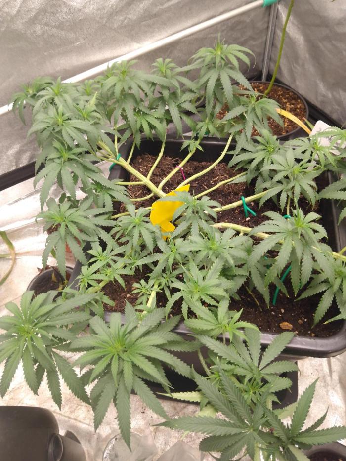 Titania aus eigenen Samen keine Automic. Week 8 - Zum Neujahr soll der Start der flächendeckende Blüte sein 🏼💚🤙🏼 