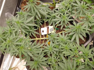 Comment by TinyTitania photo #2