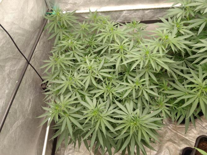 Titania aus eigenen Samen keine Automic. Week 1 - My lovely Titania 