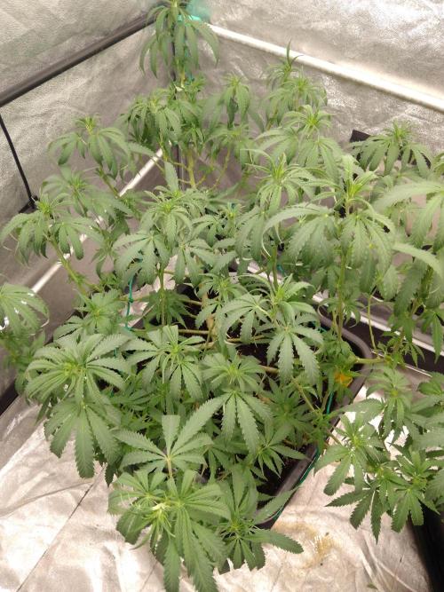 Titania aus eigenen Samen keine Automic. Week 1 - Entlaubung